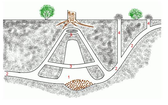 Схема подземных ходов кротов